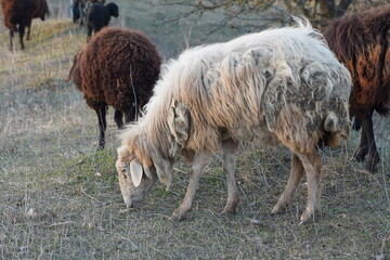Fototapeta premium A brown and white sheep leisurely walking in a vast green field