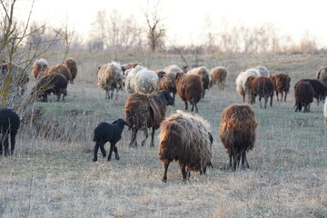 A herd of sheep grazing in a vast field with trees behind