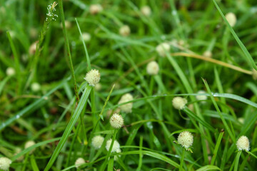 Teki grass or Jukut pendul (Kyllinga brevifolia)