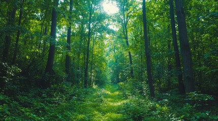 Sunlit Forest Path Lush greenery, sunlight filtering through trees.  Peaceful nature scene, ideal for travel brochures