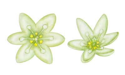 Watercolor illustration. Floral set. Hand painted flowers with green, yellow petals. Fruit tree in bloom. Blossoming flower. Avocado tree flower. Isolated nature clip art elements