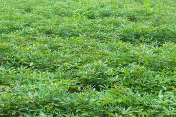 sweet potato plantation. texture of sweet potato leaves in agricultural land.