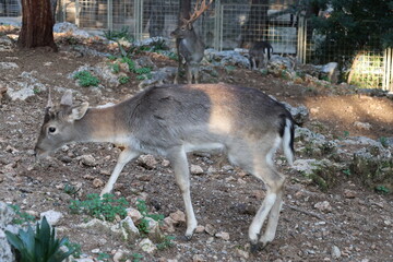 Deer grazing forest. High quality photo