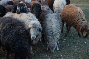 Fototapeta premium A large herd of sheep can be seen grazing in a picturesque field