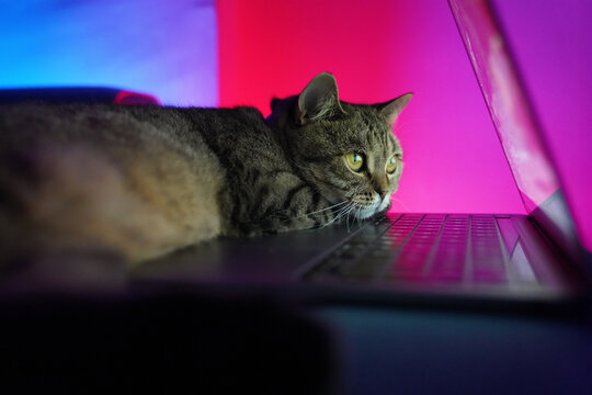 Cat and Computer