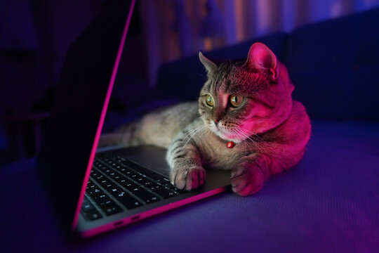 Cat and Computer