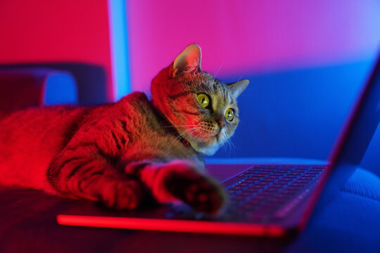 Cat and Computer