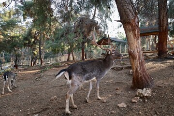 Deer grazing forest. High quality photo