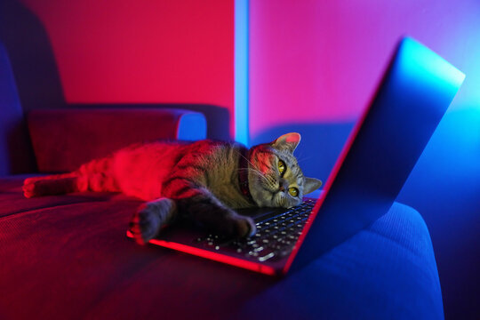 Cat and Computer