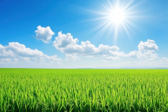 Lush green rice paddy field under bright sunlight with blue sky and white clouds