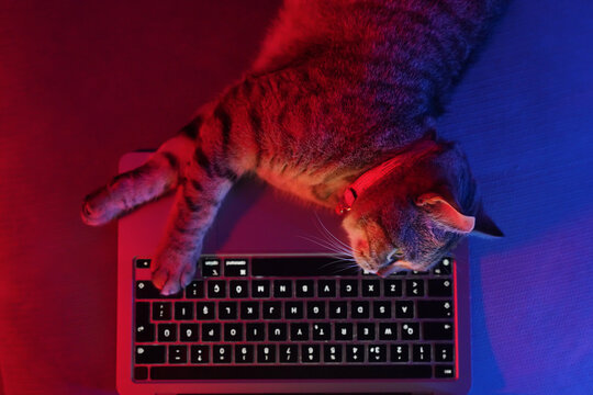 Cat and Computer