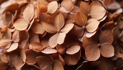 Fototapeta premium dried mocha mousse brown hydrangea flowers closeup texture detail floral pattern