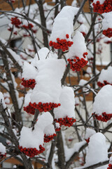 Clumps of white, frozen snow collect on branches laden with mature, red winterberries.