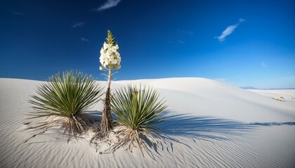 yucca plant white sands new mexico candid photography desert bloom natural beauty scenic landscape