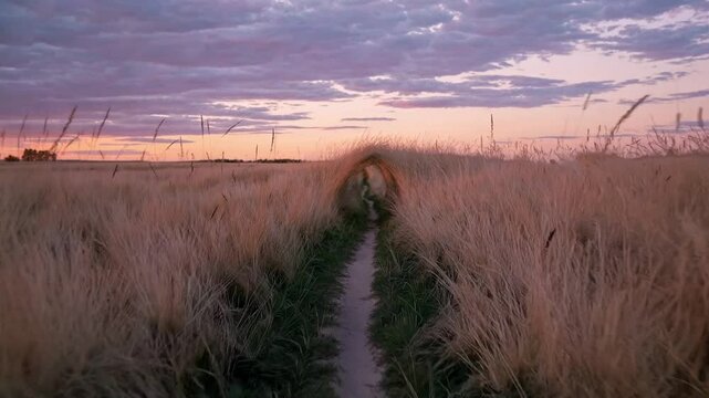 A path through a field of long grass evokes a serene, natural setting, ideal for storytelling, exploration, or contemplation. Footage can capture movement, wind-swayed grass, or a journey unfolding.
