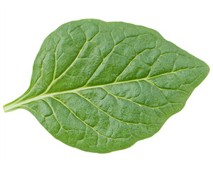 Obraz premium A single arugula leaf isolated on a white background, high-resolution photography. 