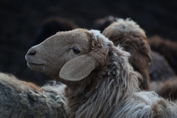 This is a closeup image of a sheep that is gazing at the camera
