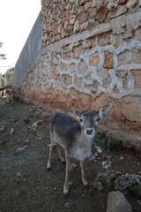 Deer grazing forest. High quality photo