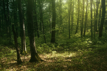Fototapeta premium morning sun light in green forest in spring