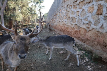 Deer grazing forest. High quality photo