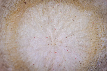A macro shot of freeze-dried slices showcasing their deep, colorful hues, crunchy texture, and...