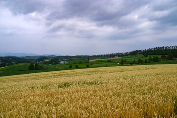 Obraz premium 広大な麦畑