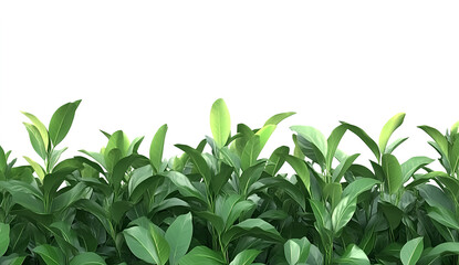 Green leaves against a white background, 3D rendering, high definition 