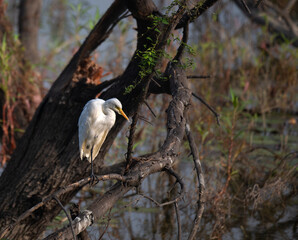 The beautiful, vibrant white egret perched on a tree branch, with blurred natural background with tree, branches, leaves.