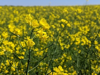 Rapeseed or winter rapeseed. In the spring and early summer, large areas of agriculture, the land blooms with bright and endless bright yellow flowers - this is winter rapeseed, or as it is also calle
