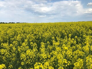 Obraz premium Rapeseed or winter rapeseed. In the spring and early summer, large areas of agriculture, the land blooms with bright and endless bright yellow flowers - this is winter rapeseed, or as it is also calle