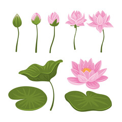 Set of Water Lily And pink lotus flower collection kit with water lily pad, bud opening and leaves, blossom, stems, botanical aquatic plant, isolated on white background, flat vector illustration. © vesvocrea