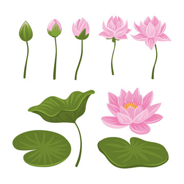 Set of Water Lily And pink lotus flower collection kit with water lily pad, bud opening and leaves, blossom, stems, botanical aquatic plant, isolated on white background, flat vector illustration.