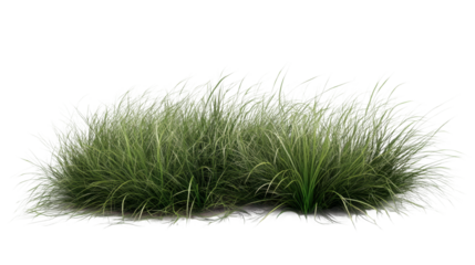Lush green grass tufts creating a natural landscape element for gardens, parks, and outdoor spaces in bright daylight