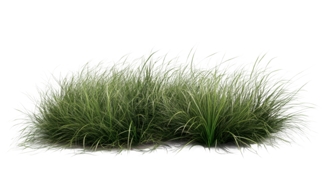 Lush green grass tufts creating a natural landscape element for gardens, parks, and outdoor spaces in bright daylight