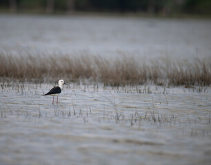 The beautiful black winged stilt wading in shallow water, with one foraging and other standing alert. The serene wetland habitat is softly blurred in background.