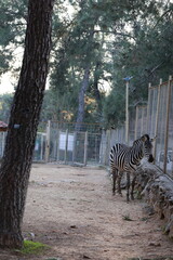 Zebra fenced enclosure. High quality photo