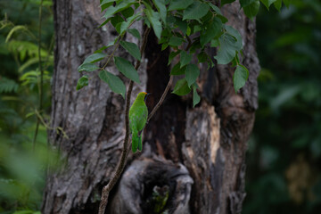 The beautiful golden fronted leafbird perched on a tree  against a backdrop of blurred natural foliage.