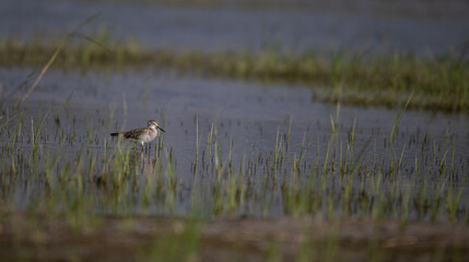 The beautiful wood sandpiper near  water body contrasting patterns of dark and light feathers with friends , providing camouflage in their sandy habitats. The background is blurred with contrasting.