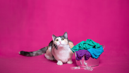  tricolor cat next to a tin basin with colorful laundry, looking at T-shirts hung on a rope on a bright red background