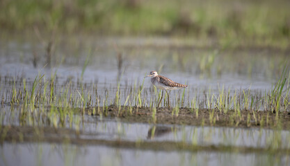 The beautiful wood sandpiper near  water body contrasting patterns of dark and light feathers with friends , providing camouflage in their sandy habitats. The background is blurred with contrasting.