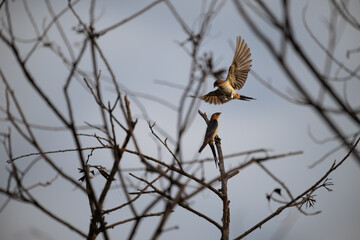 The beautiful pair of Red rumped swallow , one is perched on a tree branch and another one is in flight. The background is neutral and blurred.