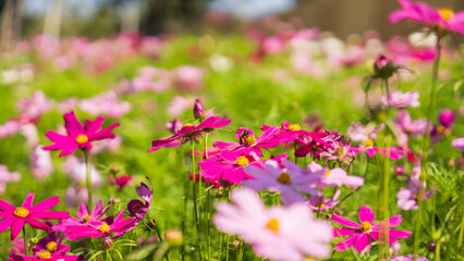 flower cosmos field blooming, Nature Background.