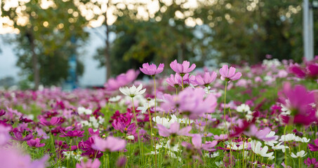 Nature background of flower cosmos blossom in garden