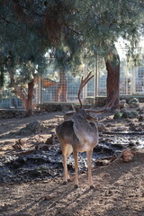 Deer grazing forest. High quality photo