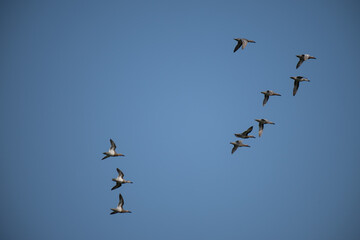 The beautiful lot of ducks in flight against a blue sky.