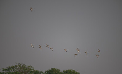 The beautiful lot of ducks in flight against a cloudy sky.