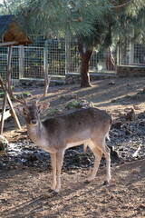 Deer grazing forest. High quality photo