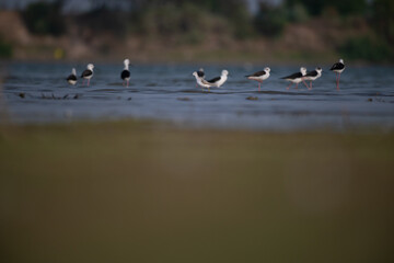 The beautiful Greater yellowlegs standing near water body contrasting patterns of dark and light feathers, providing camouflage in their sandy habitats. The background is blurred with contrasting.