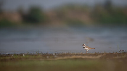 The beautiful little ringed plover standing near water body contrasting patterns of dark and light feathers, providing camouflage in their sandy habitats. The background is blurred with contrasting.