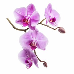 Fototapeta premium Beautiful pink orchid blossoms on a branch.